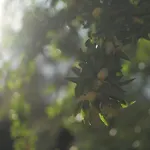 Farma Antico Borgo Delle Rose Gricignano